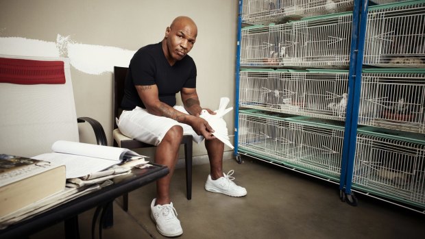Tyson keeps more than 100 homing pigeons on his Nevada property.