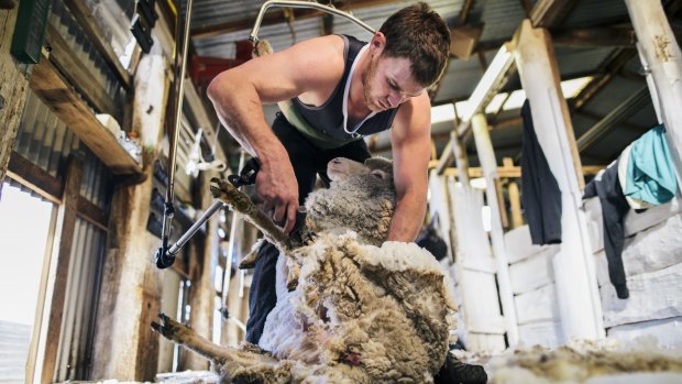 Family ties: Joe Picker shears one of hundreds of sheep on the family farm.