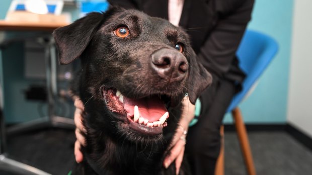 Coop the support dog provides comfort to victims of sexual assault while they give evidence in court. 