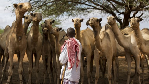 A man inspects camels for sale at the livestock market in Mandera, Kenya. A proposal to build an enormous barrier along the border with Somalia has caused intense debate in the town.