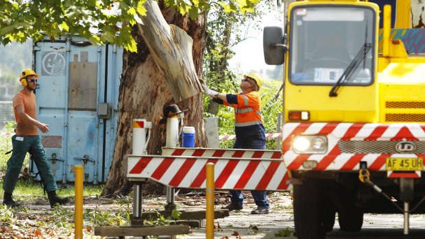 Workers remove trees at Pitt Town Public School, where Bridget Wright was killed by a falling branch. 