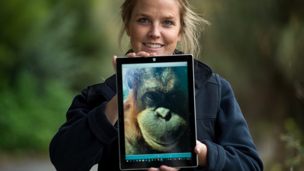 Dr Sally Sherwen and colleagues have been using interactive iPad games with Melbourne Zoo's orang-utans. She is holding a selfie that orang-utan Kiana took.