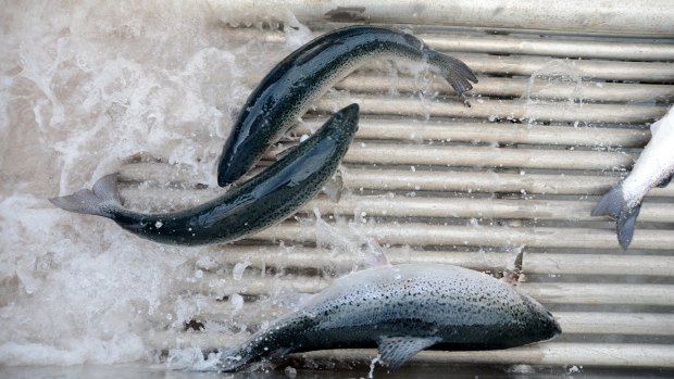 Tasmanian salmon producer Huon has reduced its use of antibiotics and says drugs were an option of last resort.