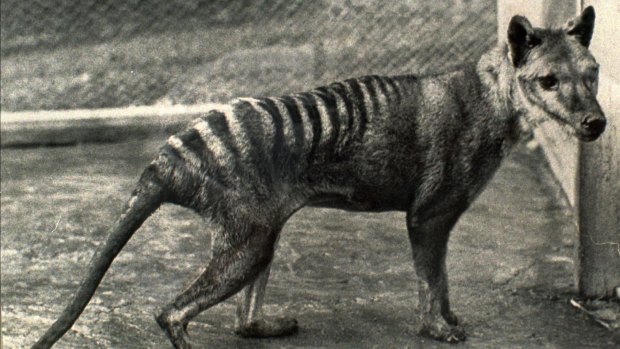 Tragic tale: The last known Tasmanian tiger, seen in 1936, the year it died in a Hobart zoo. 