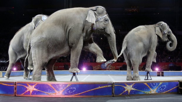 Asian elephants perform for the final time in the Ringling Bros and Barnum & Bailey Circus in Providence, Rhode Island, on Sunday.  