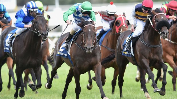 Unlucky: Signoff has suffered another leg injury and is looking very unlikely to run in the Melbourne Cup.