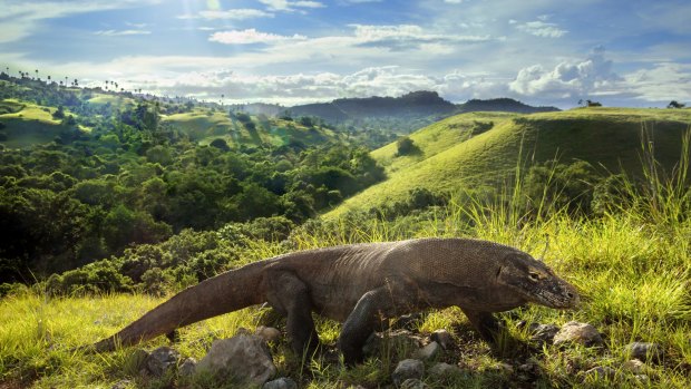 Every morning, Komodo Dragons warm up their bodies to provide them energy for the day.