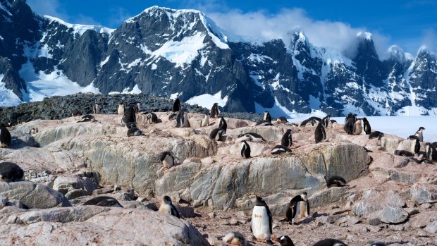 Gentoo penguins at Port Lockroy, Antarctica.