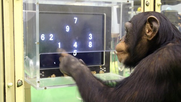 Intelligence: A chimpanzee named Ayumu performs a memory test with randomly placed numbers on a touchscreen computer in Japan.