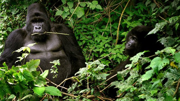 Two mountain gorillas in the Virunga National Park, in a more typical pose.