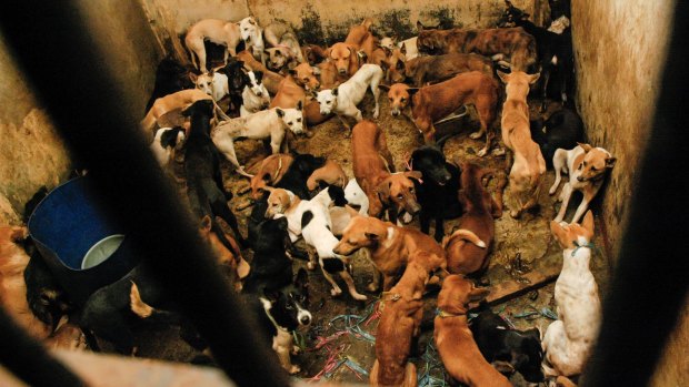 Dogs waiting to be slaughtered at an abattoir in East Jakarta, Indonesia, in 2010. 