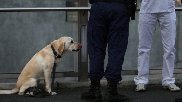 A sniffer dog indicated there could be a prohibited drug in Nguyen's luggage. 
