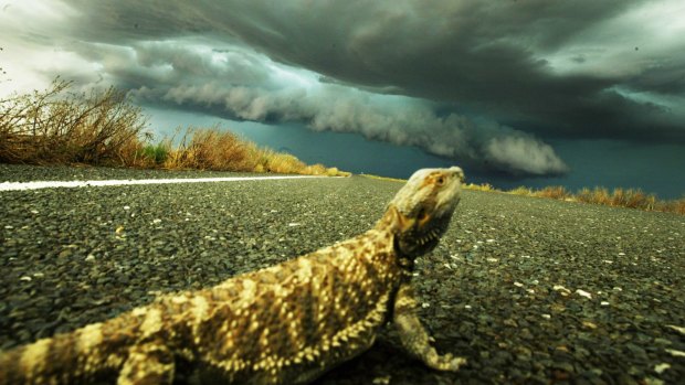 The Herald chief photographer Nick Moir shot this image of a bearded dragon sitting on the Cobb Highway as powerful storm front approaches, while on assignment in western NSW. 