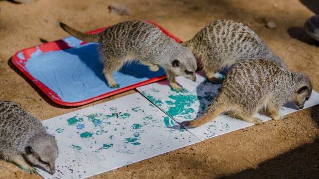 Meerkats working on some paw paintings for sale at the art exhibition at the National Zoo and Aquarium. Photo: Jamila Toderas