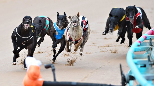 Final sprint: The NSW government plans to end greyhound racing in 2017.