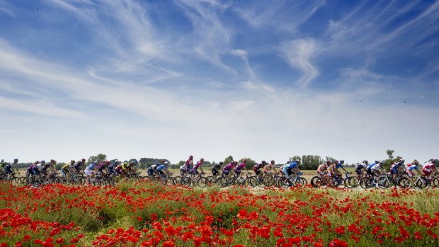 Peloton in full bloom: The pack of riders pedals in the countryside during the Giro d'Italia.