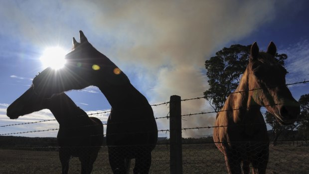 A hazard reduction burn in the Kowen Forest didn't seem to bother these horses on a property on the Kings Highway, just out of Queanbeyan, last year.