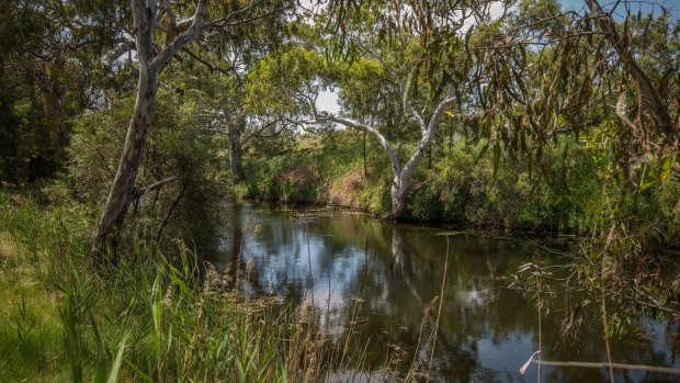 The banks of the Werribee River in Wyndham Vale are tranquil and serene.