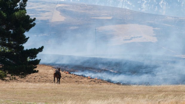 Horse watches on as Tarago fire spreads. The fire and conditions surrounding Canberra have prompted a total fire ban in the ACT on Wednesday.