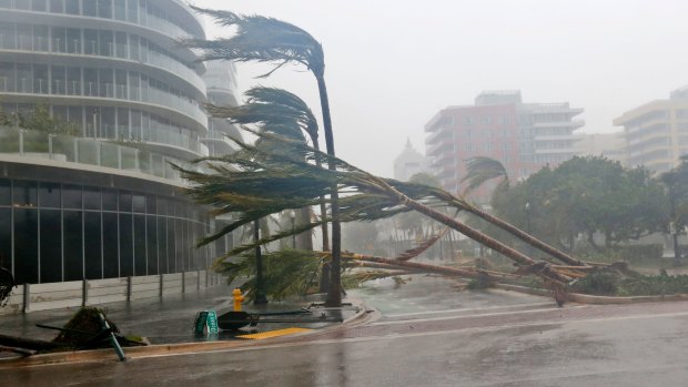 Palm trees lie strewn across the road as Hurricane Irma barrels into Florida.