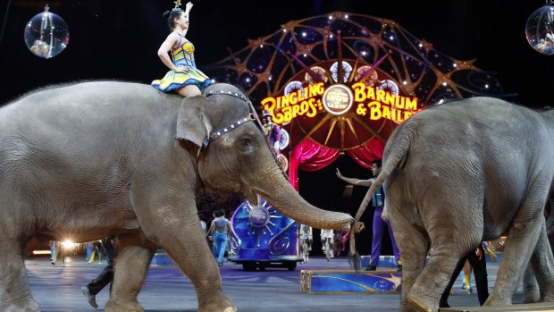 Elephants perform during the Ringling Bros and Barnum & Bailey Circus in Washington in a file photo.