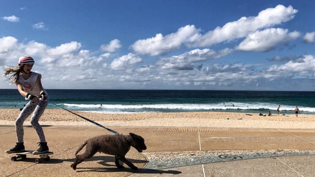 Ebony Conrick, 12, takes her dog for a skateboard in the warm weather at Maroubra Beach.