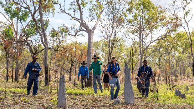 Olkola elders and land managers brothers Glen Kulka (left) and Hamish Kulka (right) and Allana Brown, Ecologist with Bush Heritage Australia searching for possible nests.
