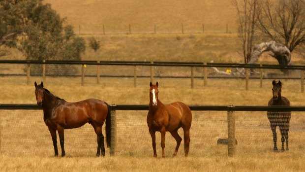 Retired racehorses at The Living Legends farm at Greenvale.
