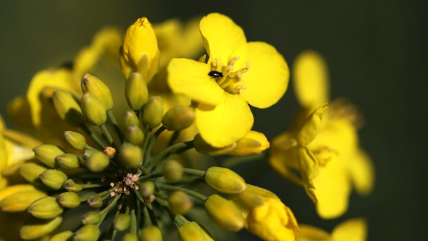 An insect crawls over a rapeseed flower in a farmer's  paddock. Might it have a sense of purpose?