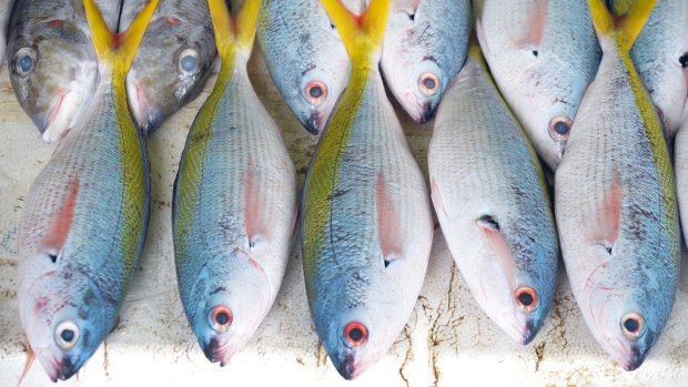 Rows of brightly coloured fish displayed for sale in a Male fish market.