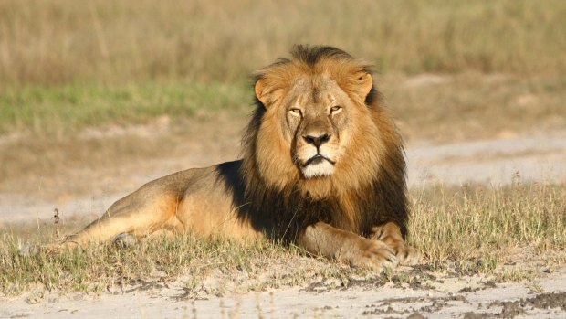 In this undated photo provided by the Wildlife Conservation Research Unit, Cecil the lion rests in Hwange National Park in Zimbabwe. 