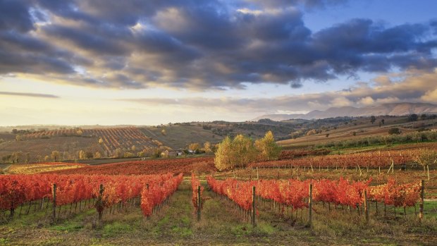 Dawn over the Sagrantino vineyards near Montefalco in Umbria.