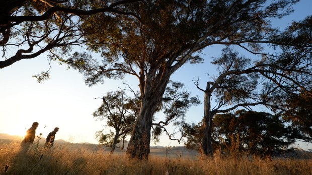 Brett Peden, Field Officer and Peter Saunders, Manager, with some of the few remaining fully-grown endangered Yellow Box Eucalypts at Scottsdale Reserve. They've implemented a program of re-inroducing young Yellow Box and other threatened species at Scottsdale Reserve.