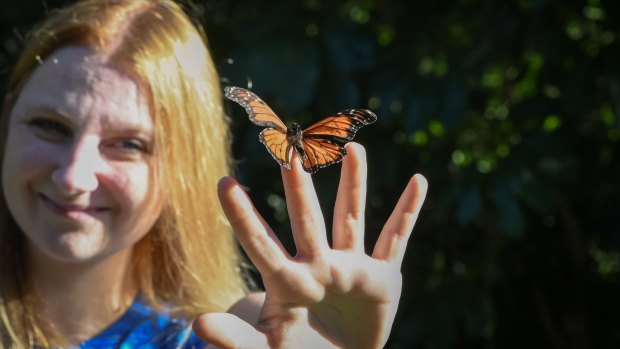 Greystanes resident Skye Blackburn has been breeding butterflies since 2007.