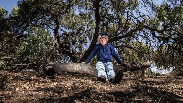 Gunbower farmer John Toll is one of many farmers who appreciates the benefit of trees. He has planted 35,000 to 40,000 trees on his sheep property over past 20 years.  