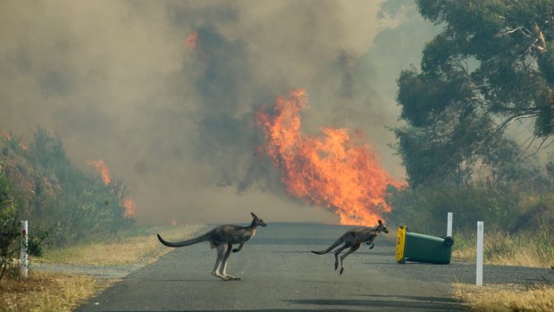 A pair of locals try to escape the fast moving fire near Queanbeyan.