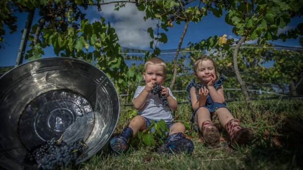 Eloise, 3, and Ryley McDougall, 1, pick some grapes at Summerhill Road Vineyard.