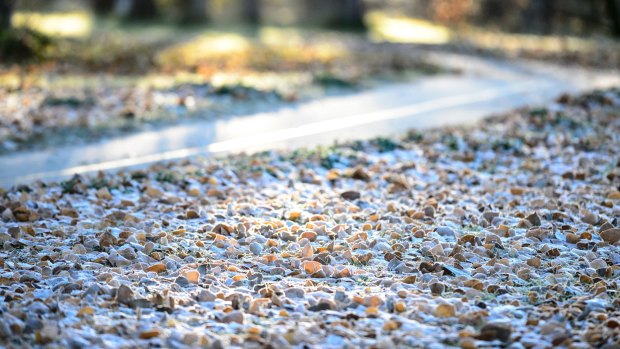 Frost-covered leaves in Canberra on THursday.