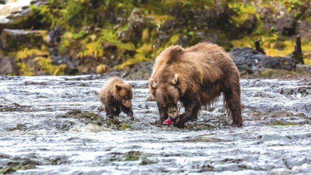 Mother brown bear feeding on pink salmon at low tide with her COY (cub of year) in Pavlof Harbor, Chichagof Island, Southeast Alaska, US.