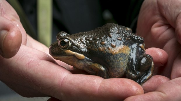 A pobblebonk frog.