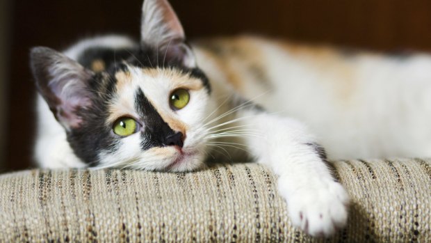 The journey from domestic cat to feral cat can be short.