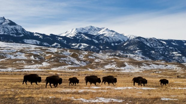 Migrating bison at Yellowstone National Park.
