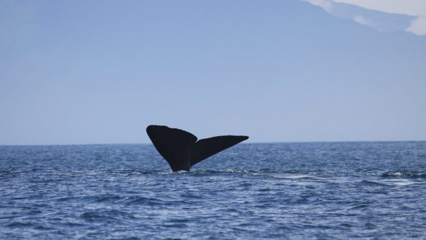 A new study has found different dialects evolve when whales learn and imitate coda sounds from their peers.