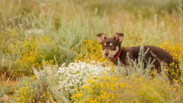 Australia weather La Nina effect: Wet weather transforms desolate