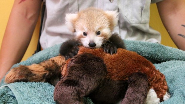 The red panda cub with her cuddly toy and her keeper, Tamara Gillies.