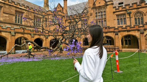 Selene Han of Rhodes secured a momento of the fallen jacaranda at the University of Sydney. 