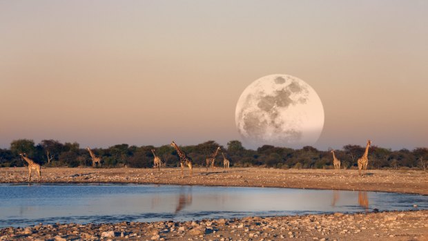 The moon rising over a group of Giraffe at dusk (Giraffa camelopardalis) at a waterhole in Etosha National Park in Namibia.