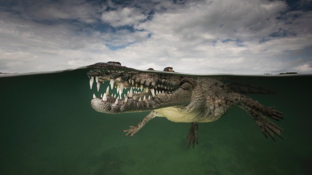 Smiling assassin': An American crocodile in a mangrove 60 nautical miles off the south coast of Cuba.