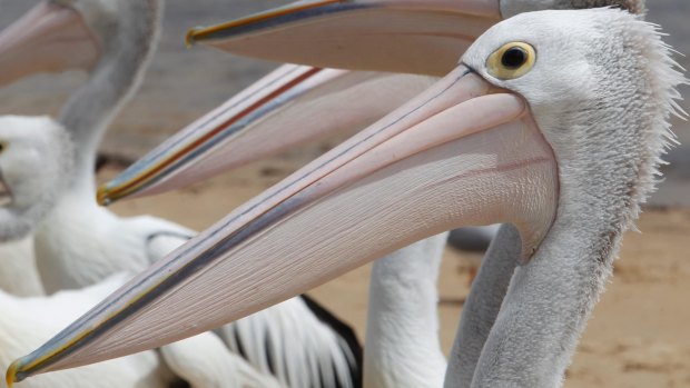 A pelican was injured so severely that it had to be put down.