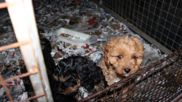 Caged animals are the norm at a pet "breeding mill" at Uralla, NSW.